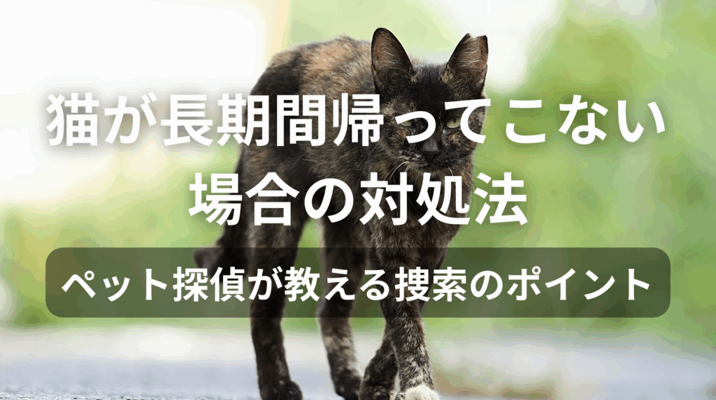 猫が長期間帰ってこない場合の対処法|ペット探偵が教える捜索のポイント