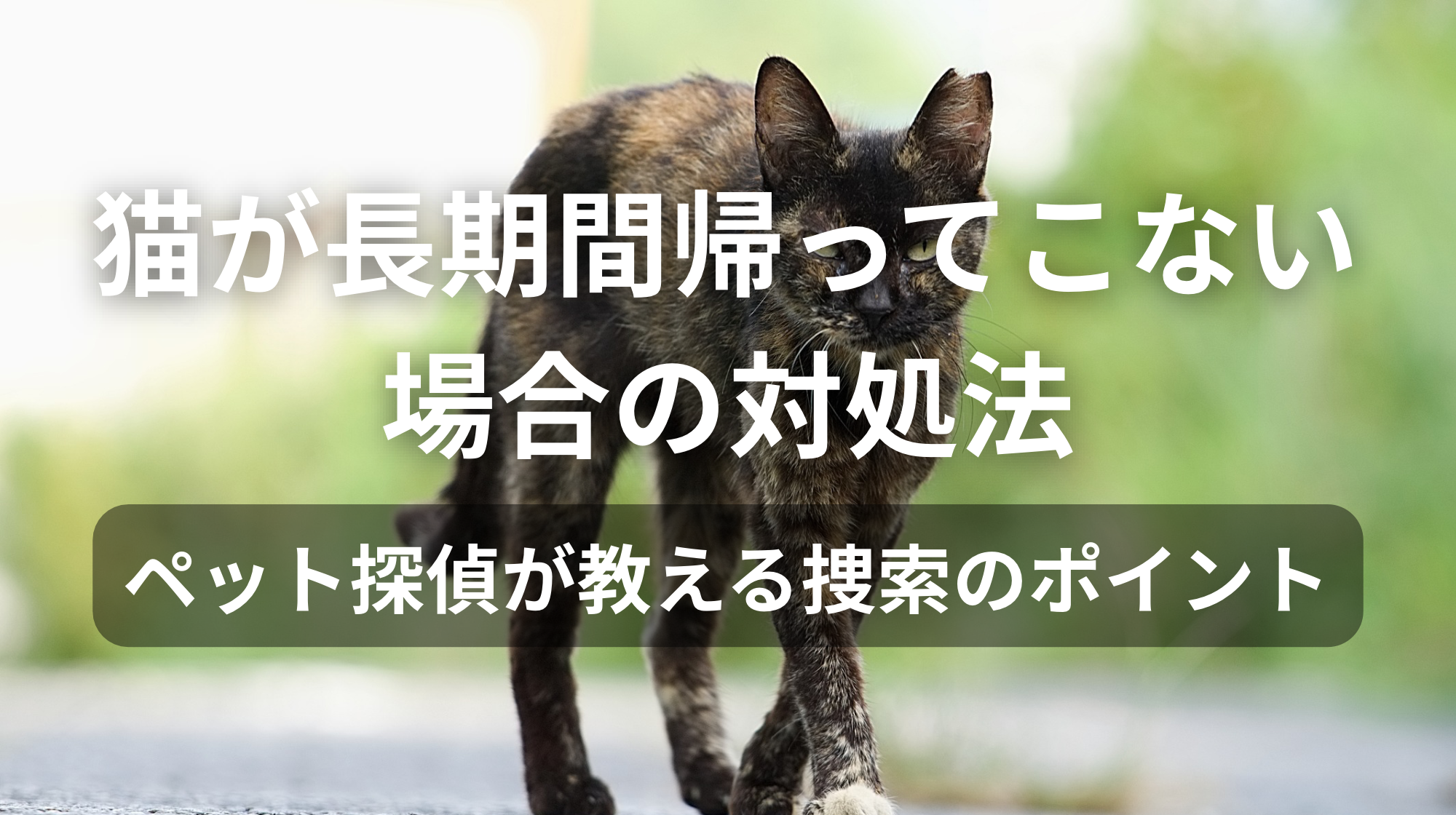 猫が長期間帰ってこない場合の対処法｜ペット探偵が教える捜索のポイント