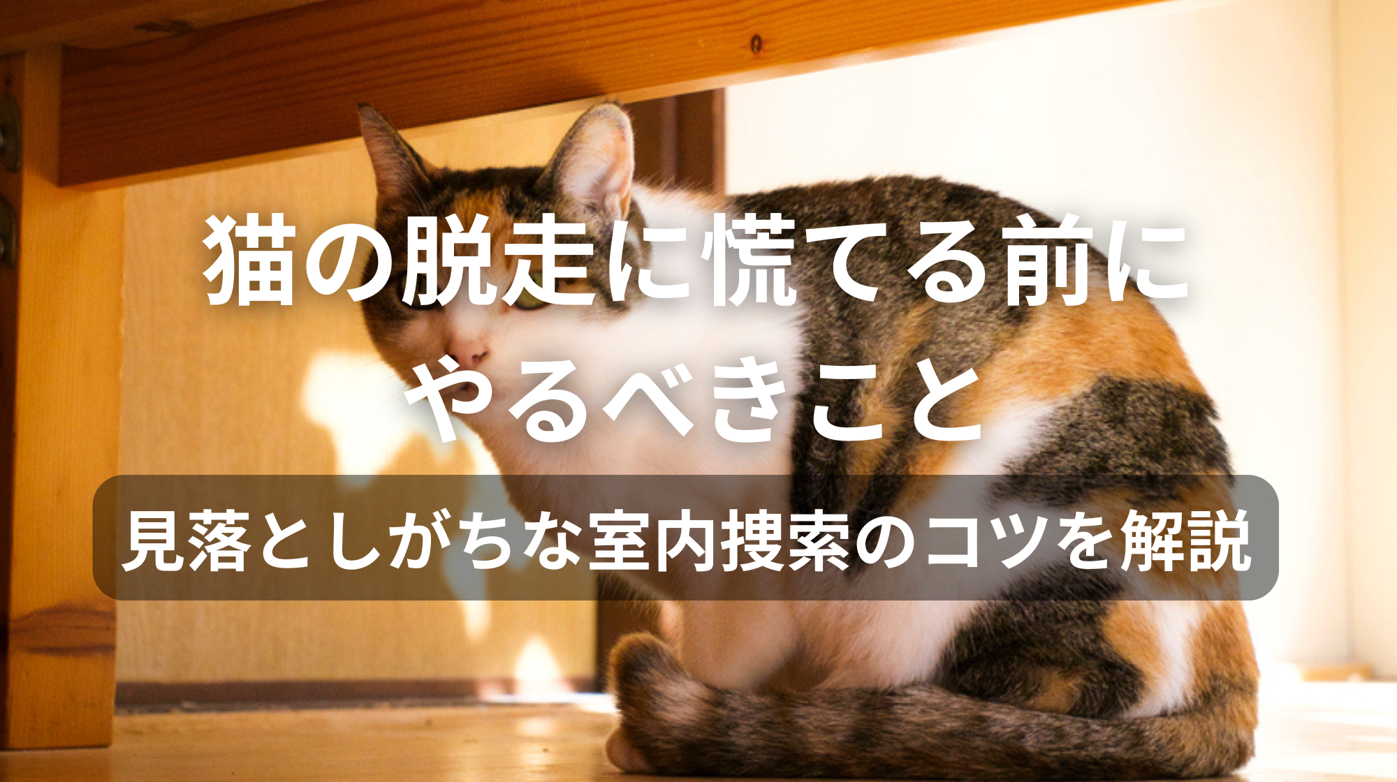 猫の脱走に慌てる前にやるべきこと｜見落としがちな室内捜索のコツを解説