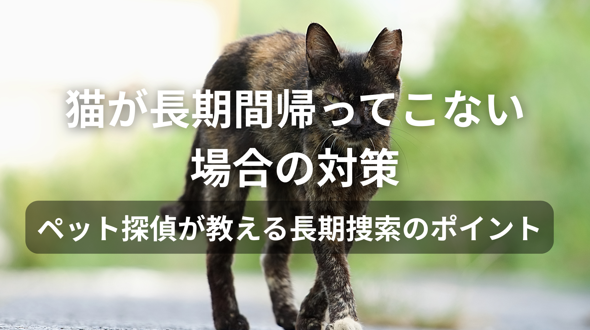 猫が長期間帰ってこない場合の対策｜ペット探偵が教える長期捜索のポイント