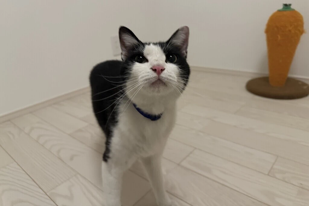 【迷子猫】神奈川県小田原市のポテトくんを無事に保護！ペット探偵による事例をご紹介