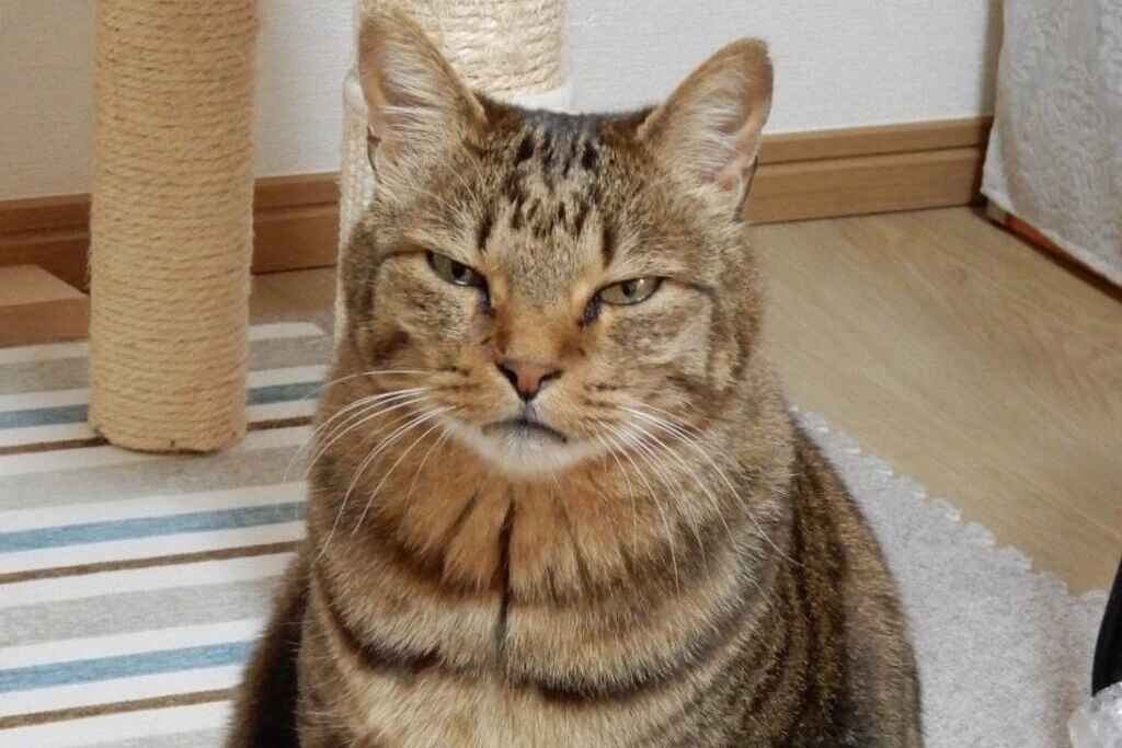 【迷子猫】長野県松本市のコタロウくんを無事に保護！ペット探偵による事例をご紹介