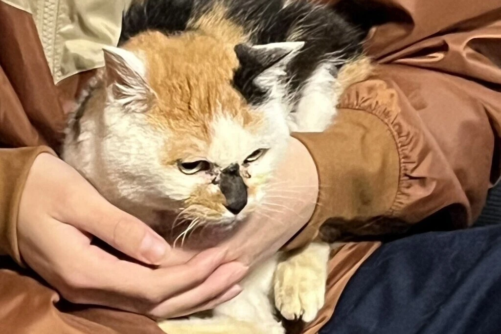 【迷子猫】新潟県村上市のミケちゃんを無事に保護！ペット探偵による事例をご紹介