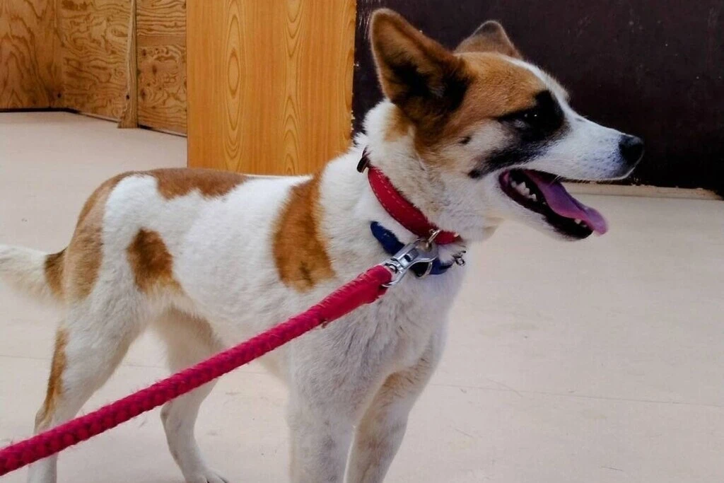 【迷子犬】神奈川県横浜市のホマレちゃんを無事に保護！ペット探偵による事例をご紹介