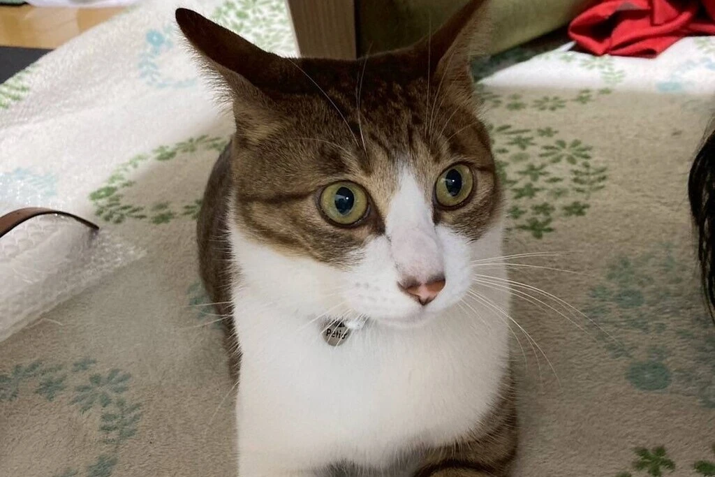 【迷子猫】山口県宇部市のテンキチくんを無事に保護！ペット探偵による事例をご紹介