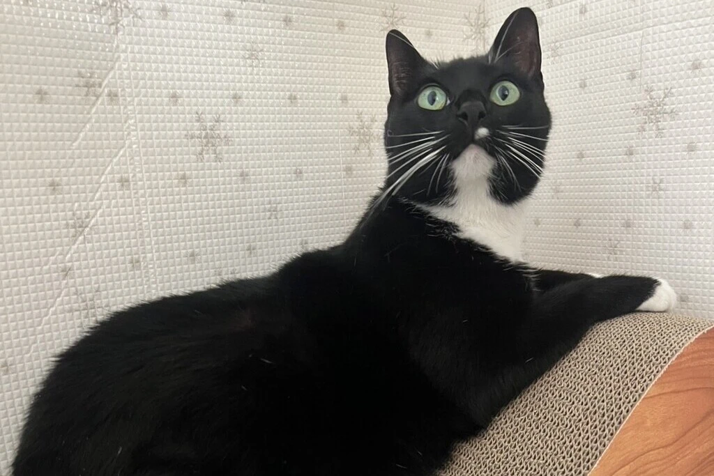 【迷子猫】静岡県静岡市のマヒちゃんを無事に保護！ペット探偵による事例をご紹介