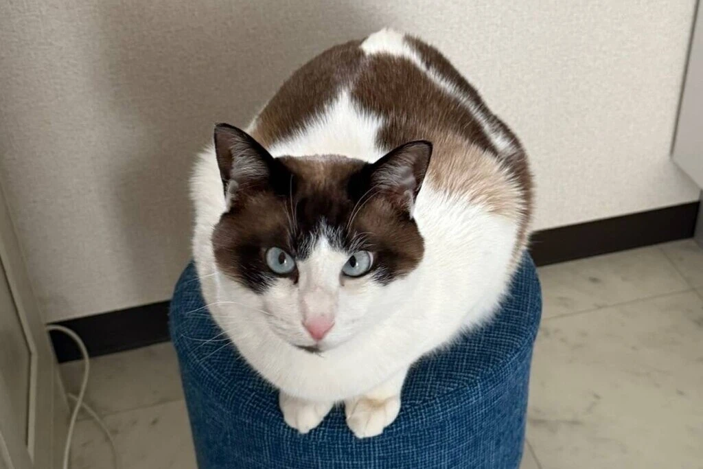 【迷子猫】長野県長野市のムーくんを無事に保護！ペット探偵による事例をご紹介