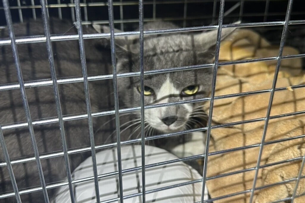 【迷子猫】長野県松本市のウルくんを無事に保護！ペット探偵による事例をご紹介