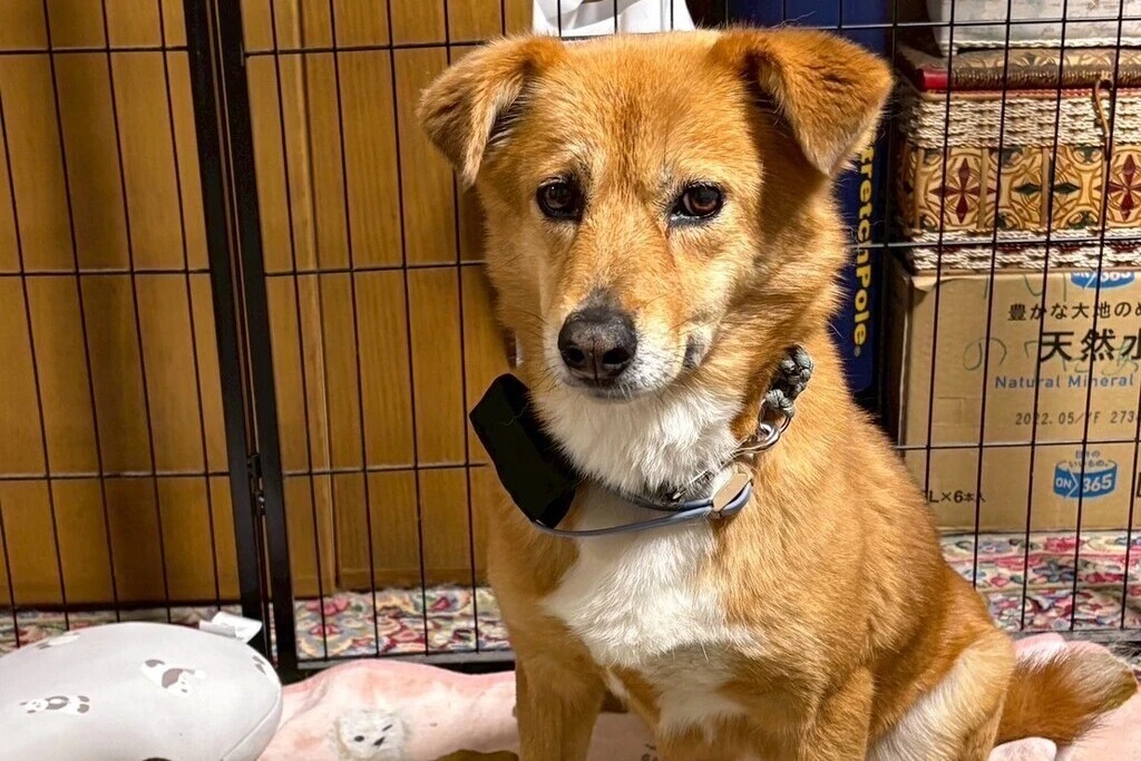 【迷子犬】山口県周南市のアイシーンちゃんを無事に保護！ペット探偵による事例をご紹介