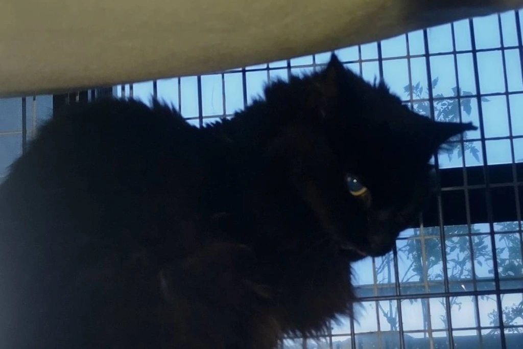 【迷子猫】静岡県静岡市のアズキちゃんを無事に保護！ペット探偵による事例をご紹介