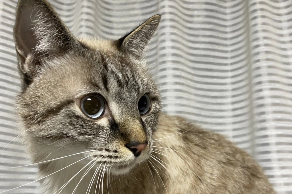 【迷子猫】広島県広島市のアメくんを無事に保護！ペット探偵による事例をご紹介