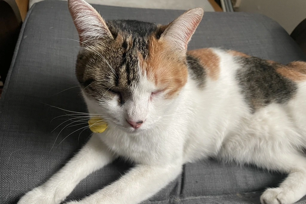 【迷子猫】大分県大分市のアンコちゃんを無事に保護！ペット探偵による事例をご紹介