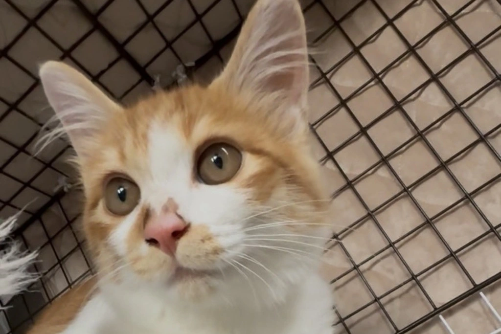 【迷子猫】岩手県陸前高田市のオモチくんを無事に保護！ペット探偵による事例をご紹介