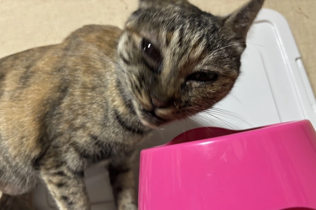 【迷子猫】山口県山陽小野田市のオモチちゃんを無事に保護！ペット探偵による事例をご紹介