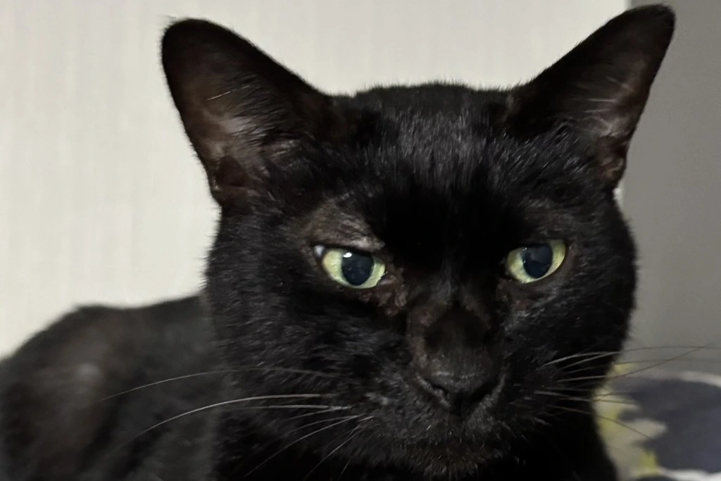 【迷子猫】福岡県福岡市のクロくんを無事に保護！ペット探偵による事例をご紹介