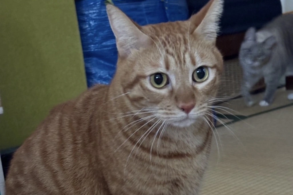 【迷子猫】佐賀県唐津市のケンマくんを無事に保護！ペット探偵による事例をご紹介