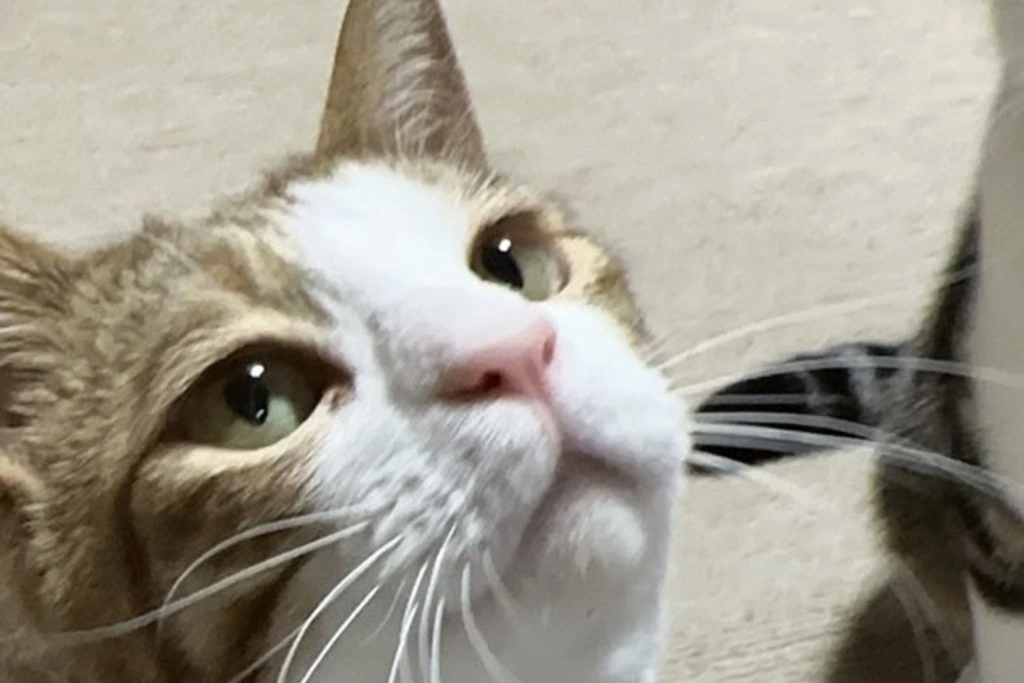 【迷子猫】秋田県男鹿市のココくんを無事に保護！ペット探偵による事例をご紹介