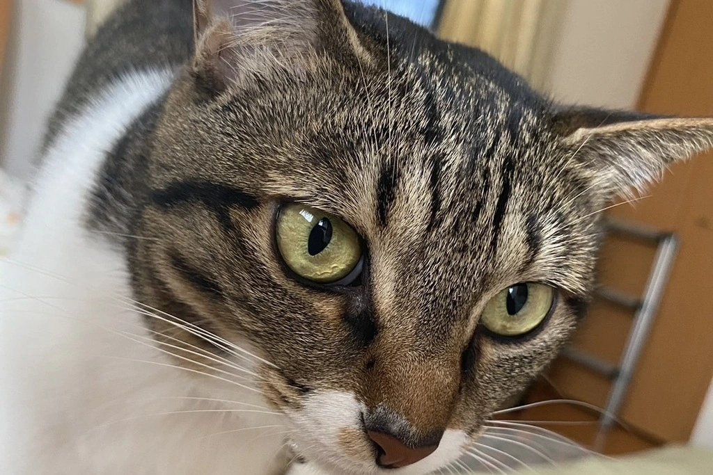 【迷子猫】千葉県船橋市のチャチャちゃんを無事に保護！ペット探偵による事例をご紹介