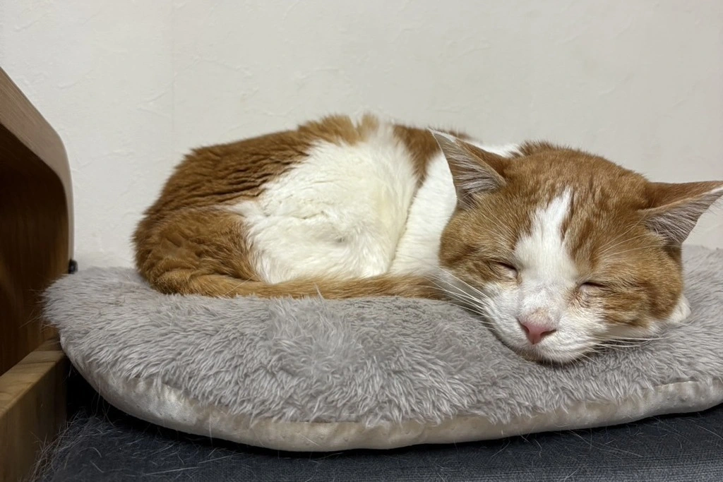 【迷子猫】奈良県大和高田市のフクくんを無事に保護！ペット探偵による事例をご紹介