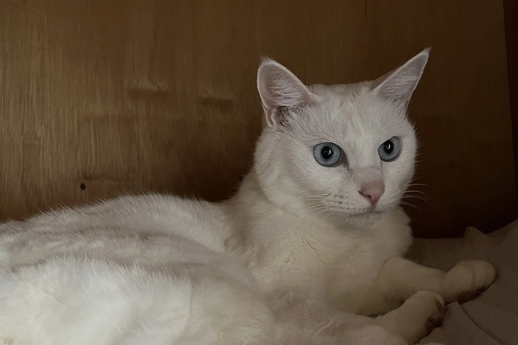 【迷子猫】岩手県花巻市のミミちゃんを無事に保護！ペット探偵による事例をご紹介