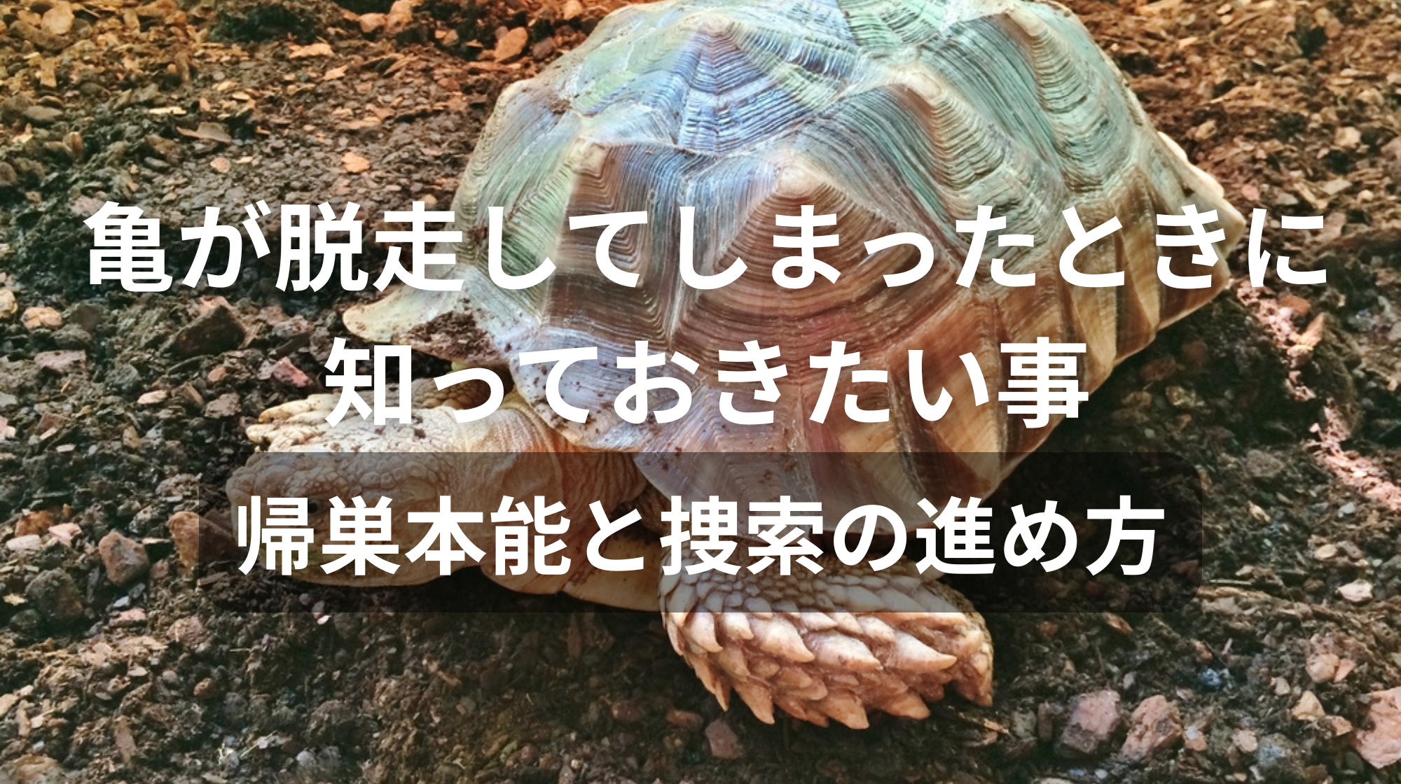 亀が脱走してしまったときに知っておきたい事|帰巣本能と捜索の進め方