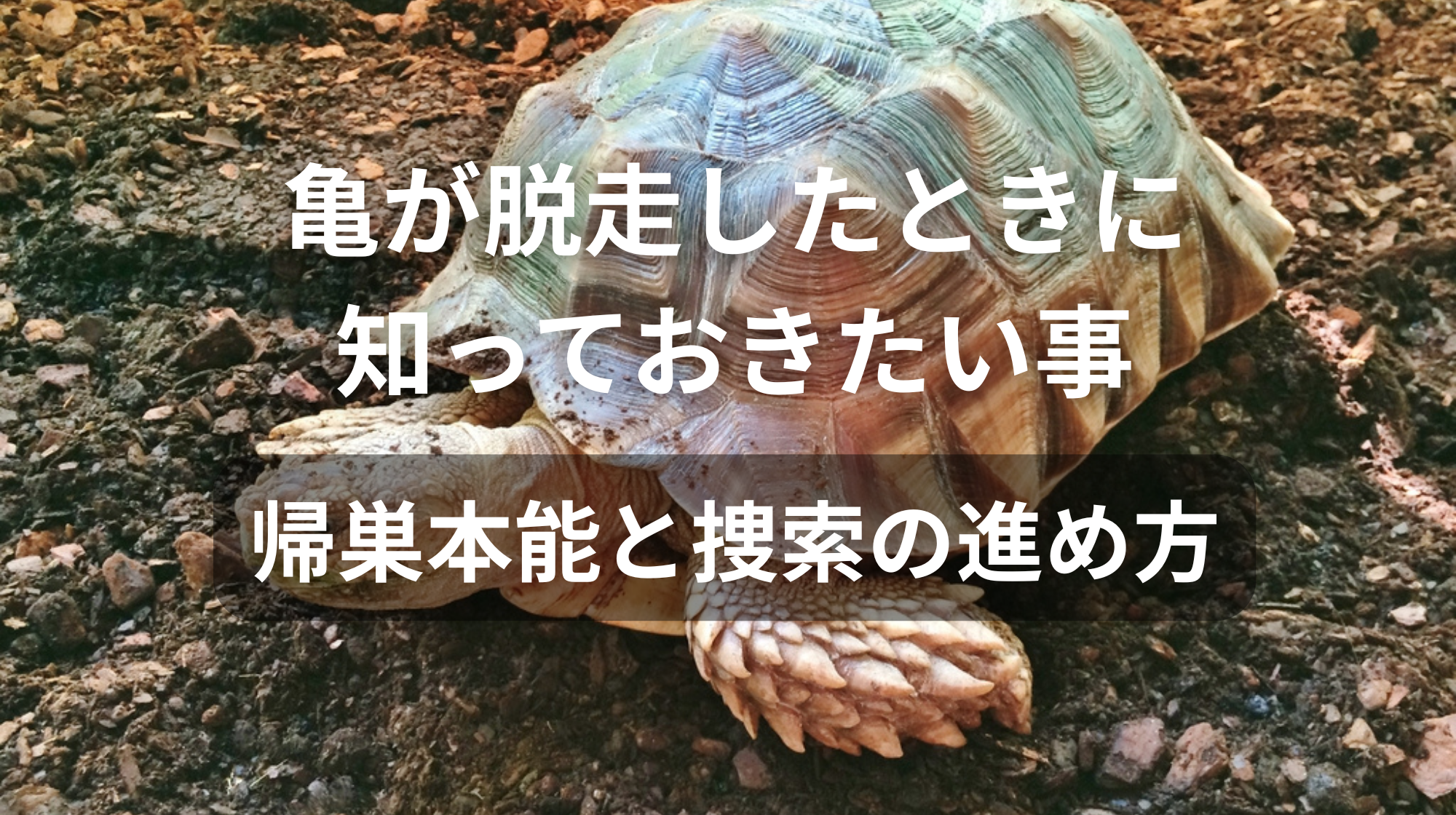 亀が脱走したときに知っておきたい事｜帰巣本能と捜索の進め方