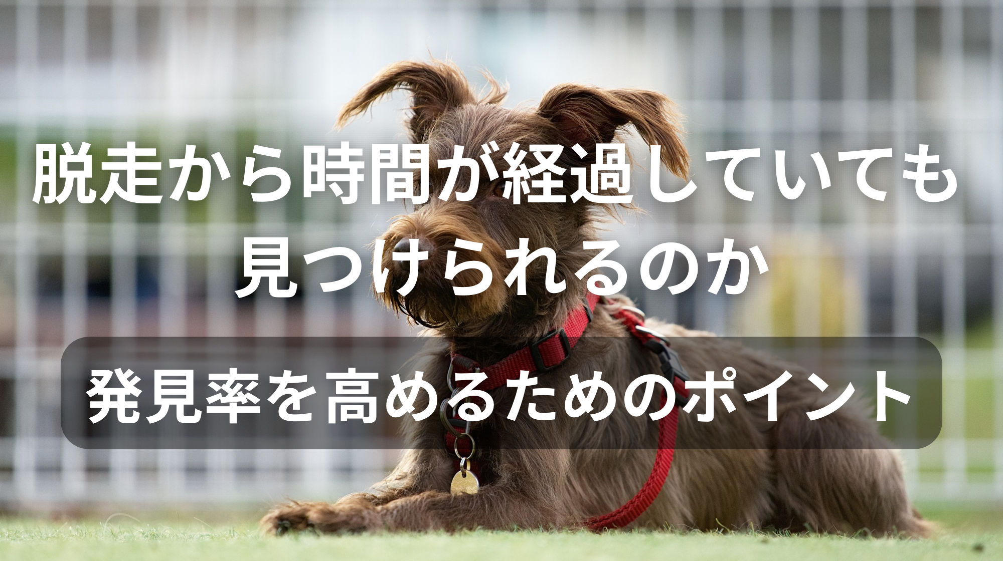 脱走から時間が経過していても見つけられるのか｜発見率を高めるためのポイント