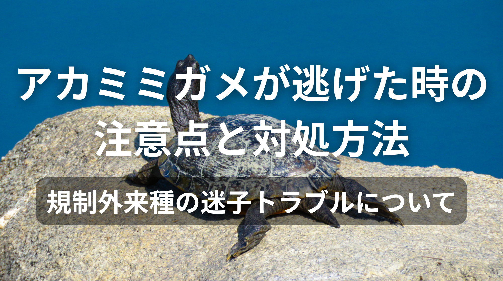 アカミミガメが逃げた時の注意点と対処｜規制外来種の迷子トラブル防止ガイド