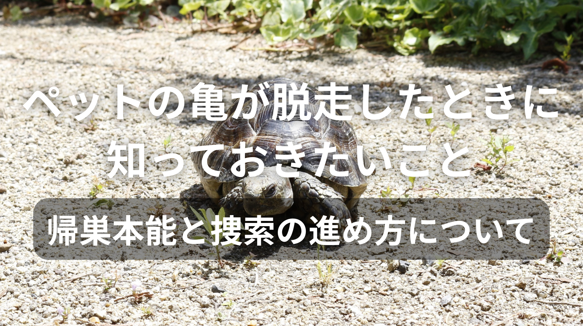 ペットの亀が脱走したときに知っておきたいこと｜帰巣本能と捜索の進め方について