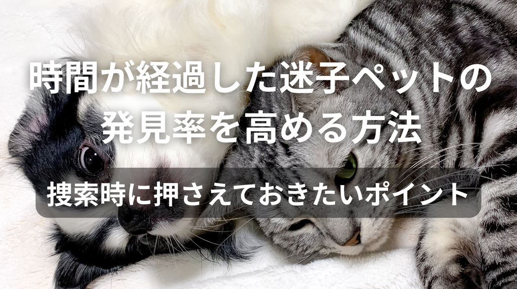 時間が経過した迷子ペットの発見率を高める方法｜捜索時に押さえておきたいポイント