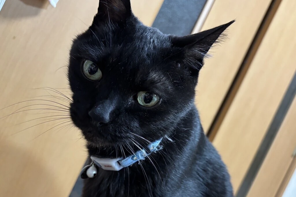 【迷子猫】千葉県柏市のナイトくんを無事に保護！ペット探偵による事例をご紹介