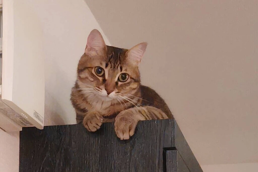 【迷子猫】東京都世田谷区のトロくんを無事に保護！ペット探偵による事例をご紹介