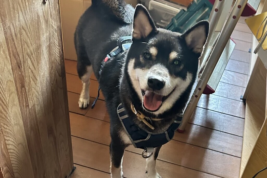 【迷子犬】沖縄県宜野湾市のロイドくんを無事に保護！ペット探偵による事例をご紹介