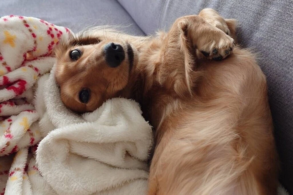 【迷子犬】神奈川県横浜市のモミジちゃんを無事に保護！ペット探偵による事例をご紹介