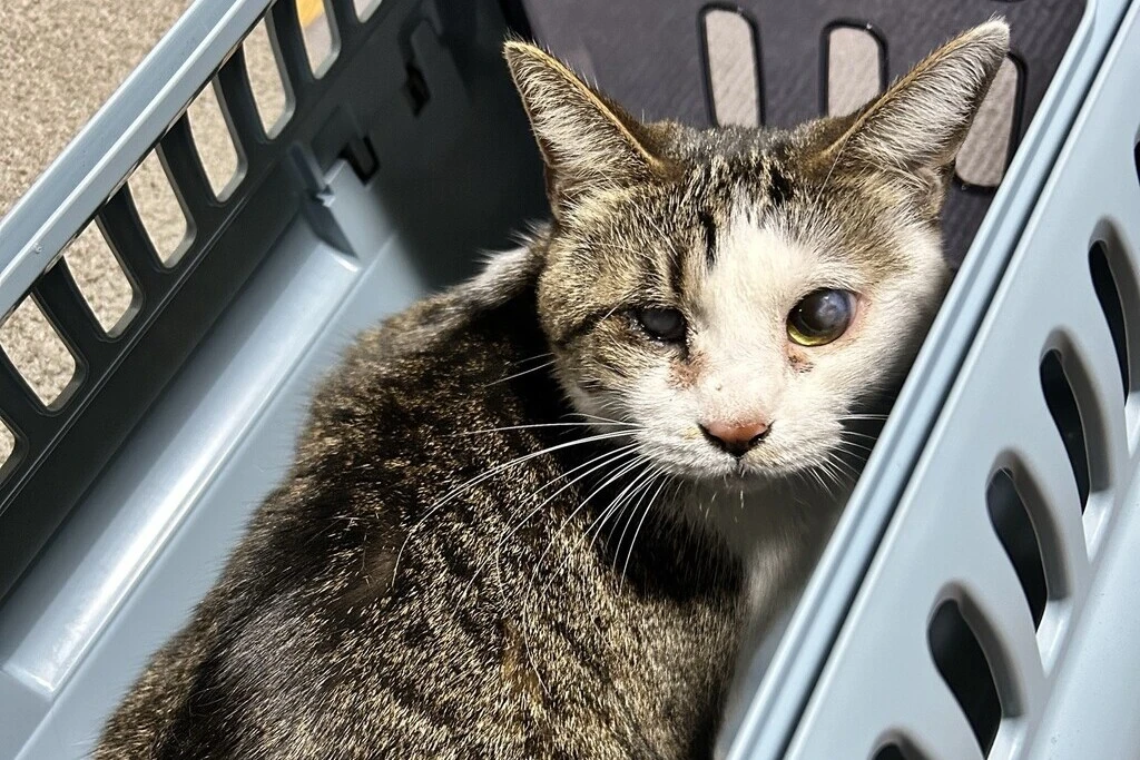 【迷子猫】岡山県倉敷市のリンちゃんを無事に保護！ペット探偵による事例をご紹介