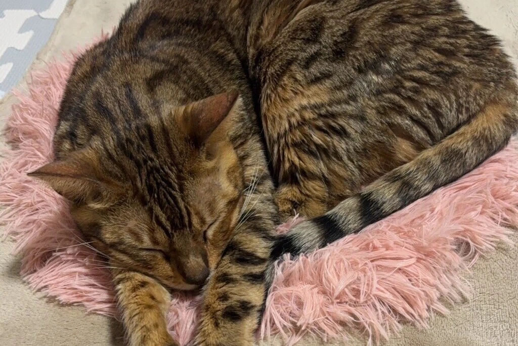 【迷子猫】愛知県西尾市のリルちゃんを無事に保護！ペット探偵による事例をご紹介