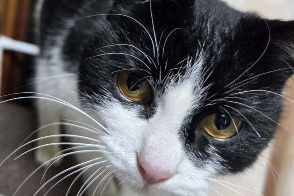 【迷子猫】愛媛県のマキちゃんを無事に保護！ペット探偵による事例をご紹介