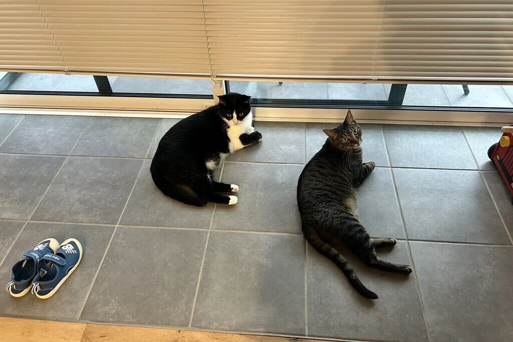 【迷子猫】兵庫県加東市のチャチャくんを無事に保護！ペット探偵による事例をご紹介