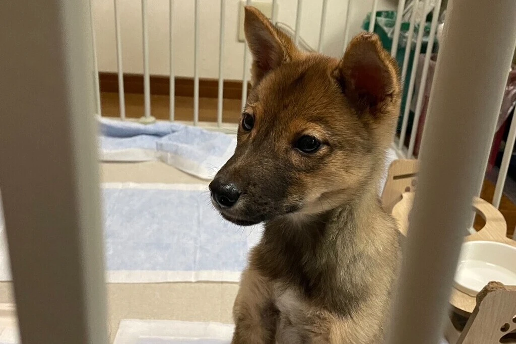 【迷子犬】広島県広島市のフクちゃんを無事に保護！ペット探偵による事例をご紹介