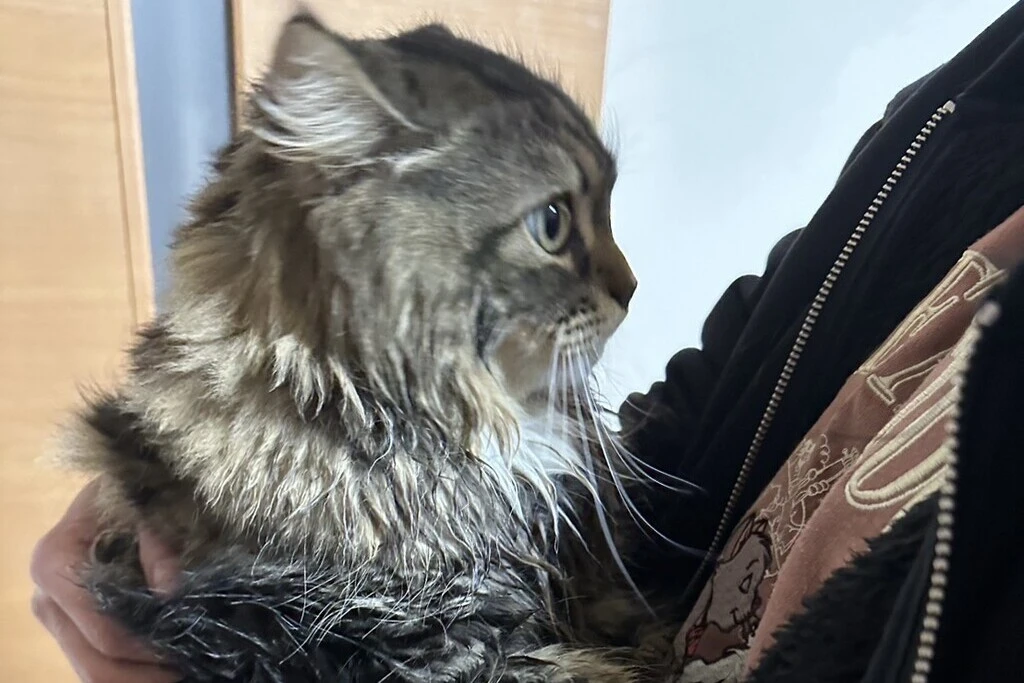 【迷子猫】石川県白山市のモズクくんを無事に保護！ペット探偵による事例をご紹介