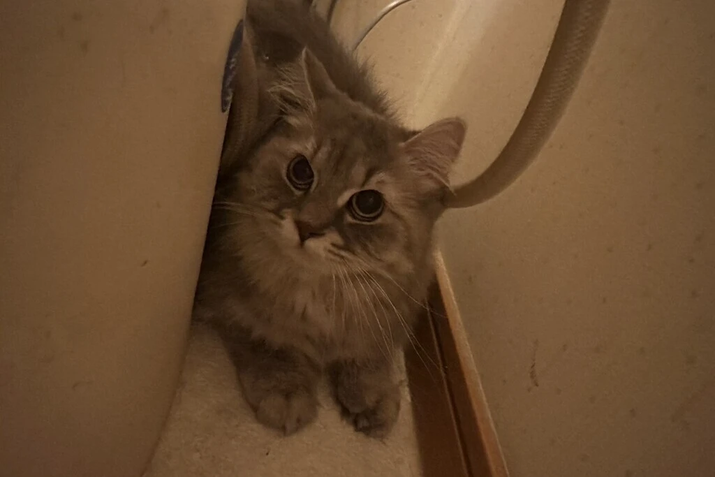 【迷子猫】愛知県犬山市のトトロちゃんを無事に保護！ペット探偵による事例をご紹介