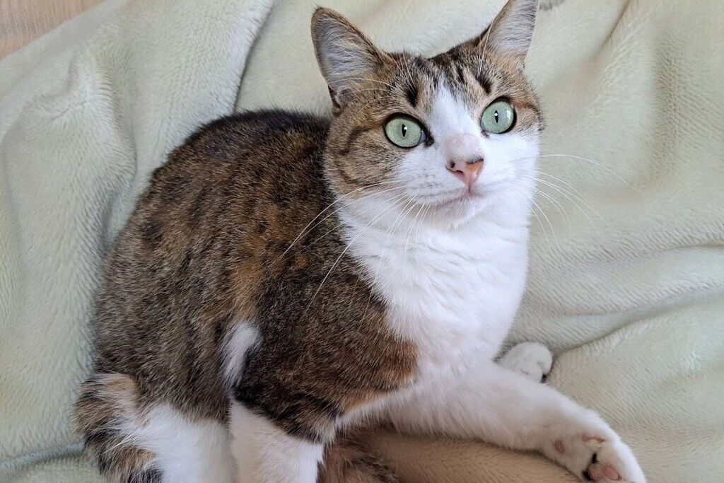 【迷子猫】千葉県野田市のミィちゃんを無事に保護！ペット探偵による事例をご紹介