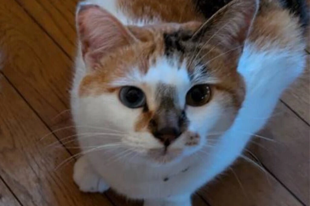 【迷子猫】神奈川県逗子市のルナちゃんを無事に保護！ペット探偵による事例をご紹介