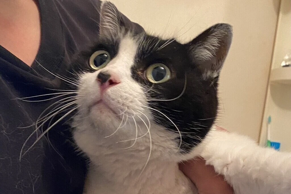 【迷子猫】静岡県静岡市のリュウくんを無事に保護！ペット探偵による事例をご紹介