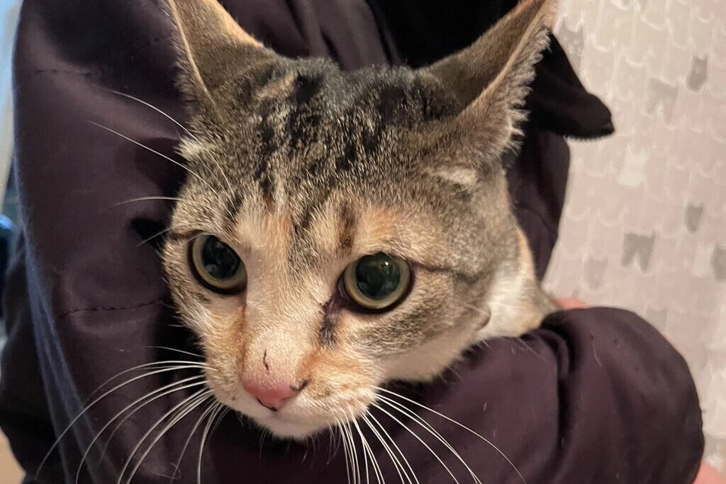 【迷子猫】群馬県伊勢崎市のコトハちゃんを無事に保護！ペット探偵による事例をご紹介