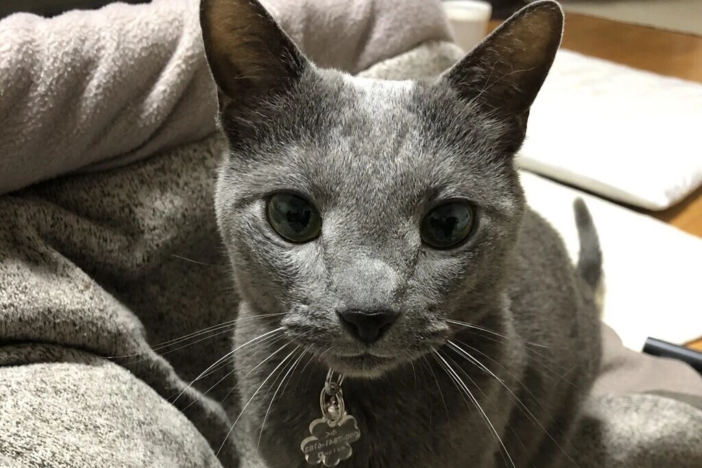 【迷子猫】千葉県八千代市のフクくんを無事に保護！ペット探偵による事例をご紹介