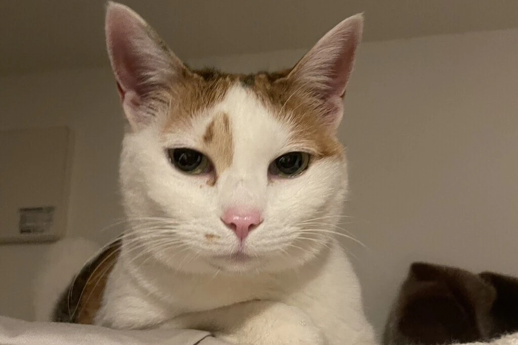 【迷子猫】新潟県新潟市のココちゃんを無事に保護！ペット探偵による事例をご紹介