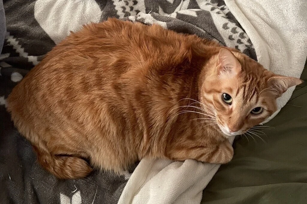 【迷子猫】広島県広島市のトクくんを無事に保護！ペット探偵による事例をご紹介