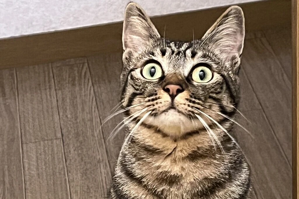 【迷子猫】群馬県館林市のスダチちゃんを無事に保護！ペット探偵による事例をご紹介