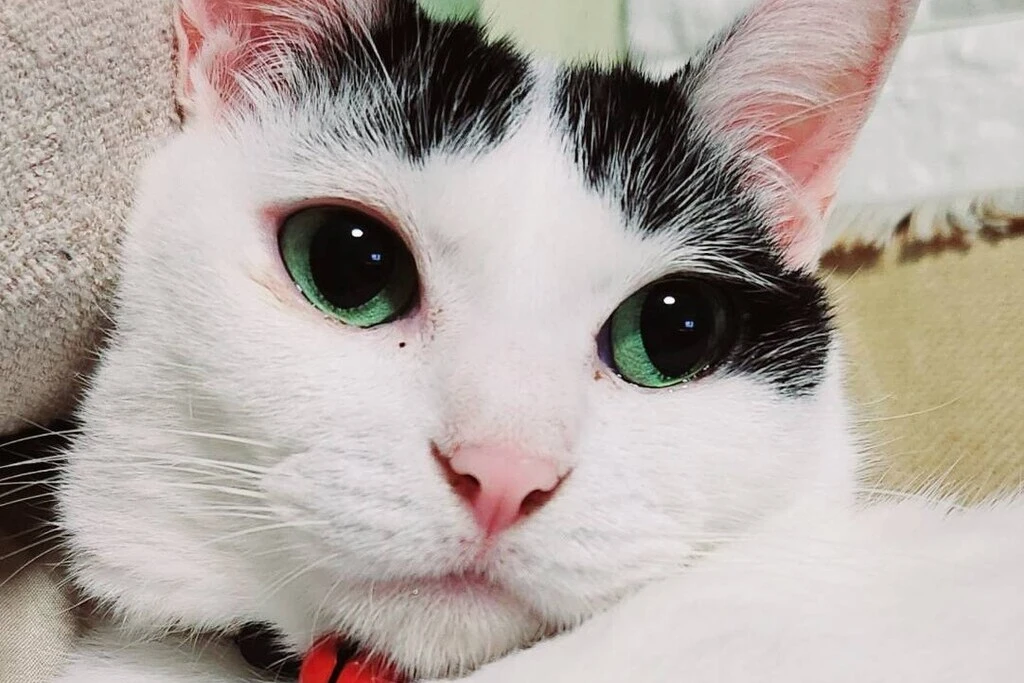 【迷子猫】滋賀県大津市のパンちゃんを無事に保護！ペット探偵による事例をご紹介